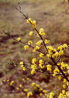 dn na jae Foto L. Tich