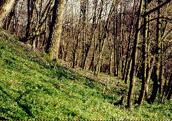 Jaro v dubohabin Foto L. Tich
