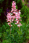 temdava bl Foto L. Tich