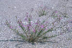 vrbka rozmarnolist Foto L. Tich