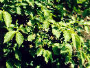 beslen bradavinat foto L. Tich