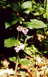 medovnk medukolist Foto L. Tich